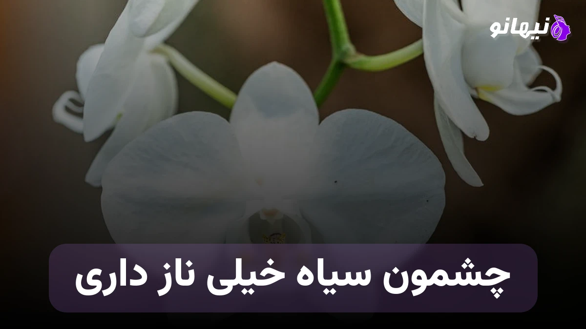 دانلود آهنگ چشمون سیاه خیلی ناز داری سونامی ریمیکس پادکست مازنی 2 